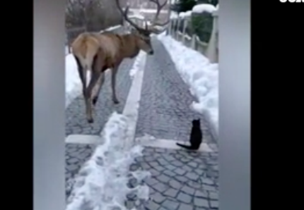 Il cervo e il gatto nero: il video strepitoso